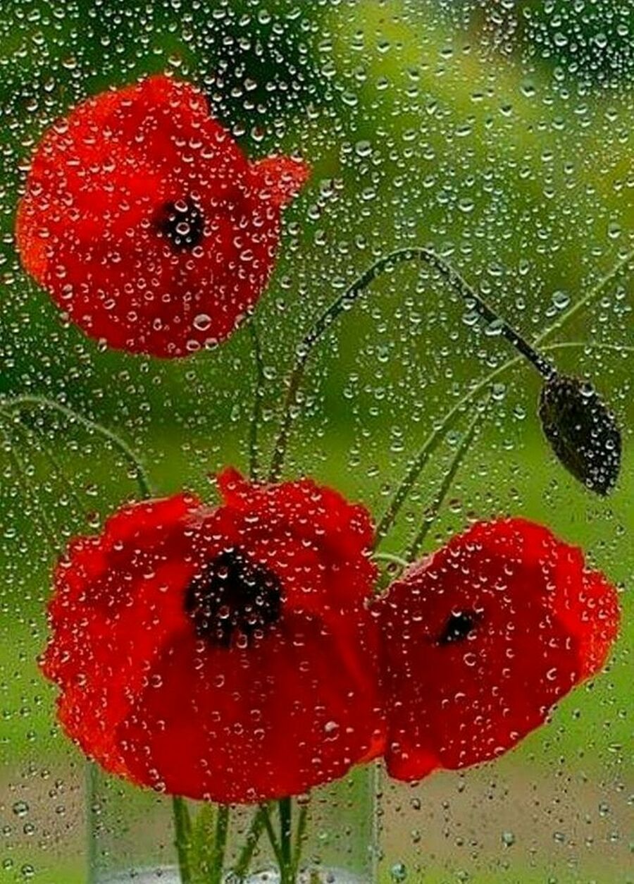 Цветы под дождем гифки