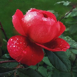 Пазл: Под осенним дождем