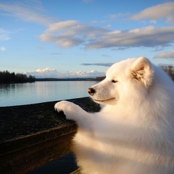 Пазл: Внимательный взор