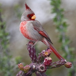 Пазл: Попугайный кардинал 