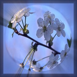 Пазл: Весенняя веточка