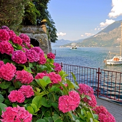 Пазл: Розовая гортензия