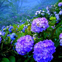 Пазл: Гортензии в саду