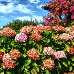 Пазл: Пышная гортензия