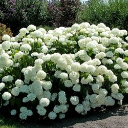 Пазл: Белая гортензия