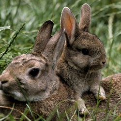 Пазл: С мамой не страшно