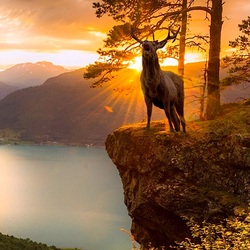 Пазл: На заре