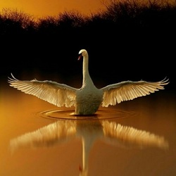 Пазл: Расправь крылья