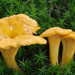 Пазл: Лисички