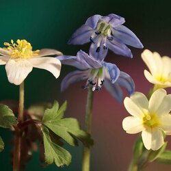 Пазл: Цветочки