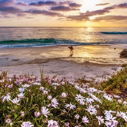 Пазл: Серфингист