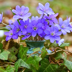 Пазл: Пробуждение весны