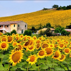 Пазл: Подсолнухи