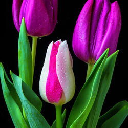 Пазл: Тюльпаны