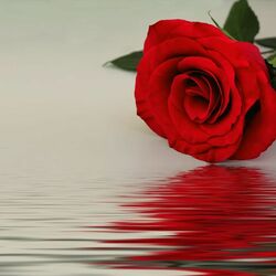 Пазл: Молчание розы