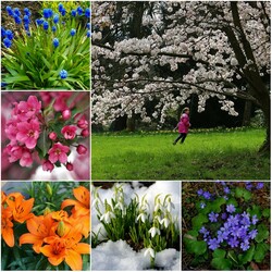 Пазл: Цветение весны