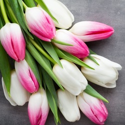 Пазл: Тюльпанчики