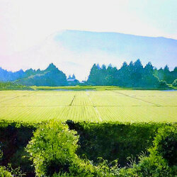 Пазл: Солнечные луга