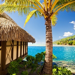 Пазл: Тропики