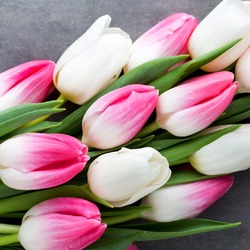 Пазл: Тюльпаны