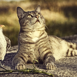 Пазл: Наблюдатели