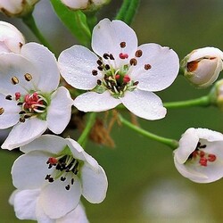 Пазл: Цветущая ветка