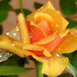 Пазл: Красавица в жемчугах