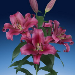 Пазл: Лилия Палаццо