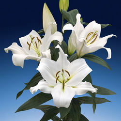 Пазл: Лилия Замбези