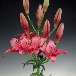 Пазл: Лилия Фанхио