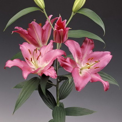 Пазл: Лилия Герез