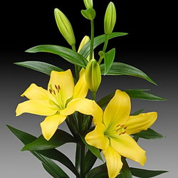 Пазл: Лилия Нэшвилл