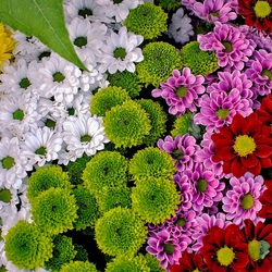 Пазл: Хризантемы