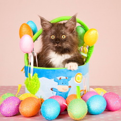 Пазл: Пасхальный котик