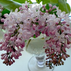 Пазл: Букет сирени