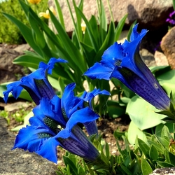 Пазл: Горечавка