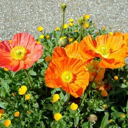 Пазл: Цветы в саду