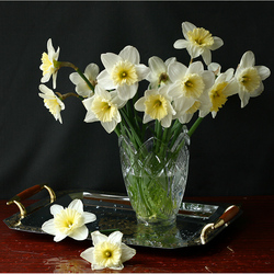 Пазл: Нарциссы
