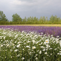 Пазл: Луговые цветы