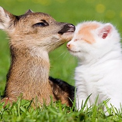 Пазл: Это любовь