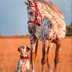 Пазл: Мы похожи