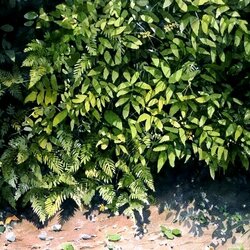 Пазл: Трава