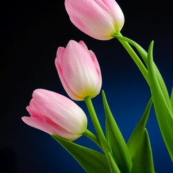 Пазл: Тюльпаны