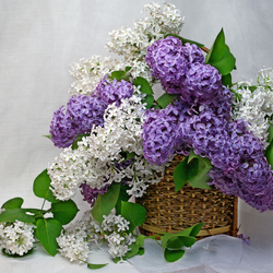 Пазл: Сирень