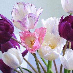 Пазл: Тюльпаны
