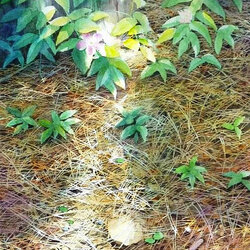 Пазл: Солнечный зайчик