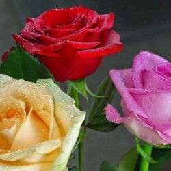 Пазл: Три розы