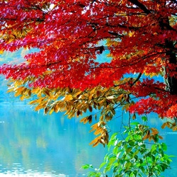 Пазл: Красоты природы