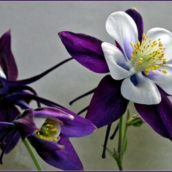 Пазл: Аквилегия