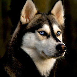 Пазл: Умный взгляд